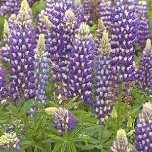 Blue Lupine seed